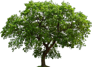 Oak Tree .ico PNG images