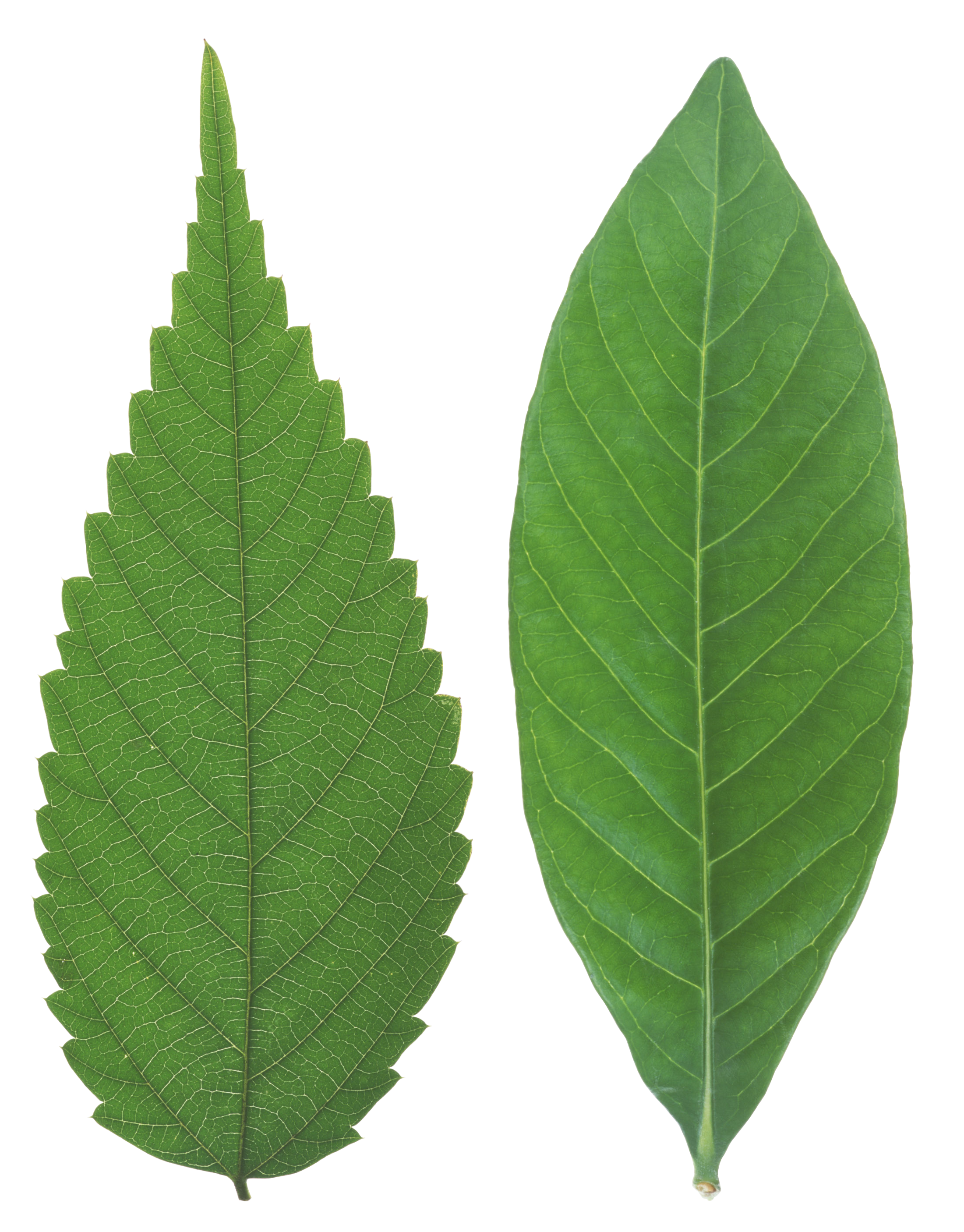 plant tree leaf png #9851