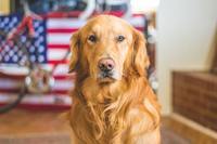 Photo of a golden retriever looking into the camera.