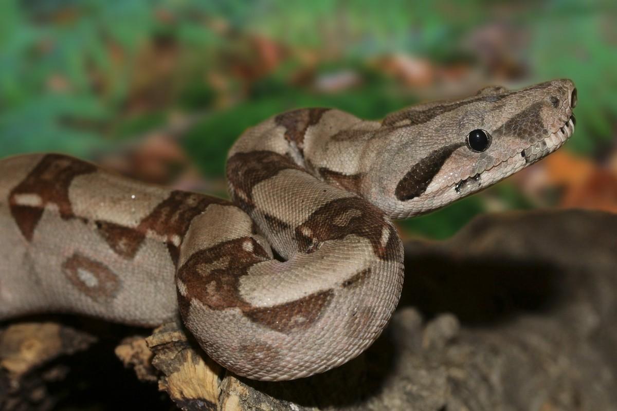 common boa