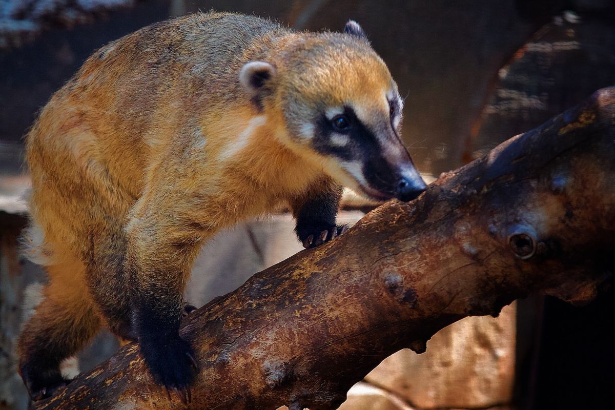 crab-eating raccoon