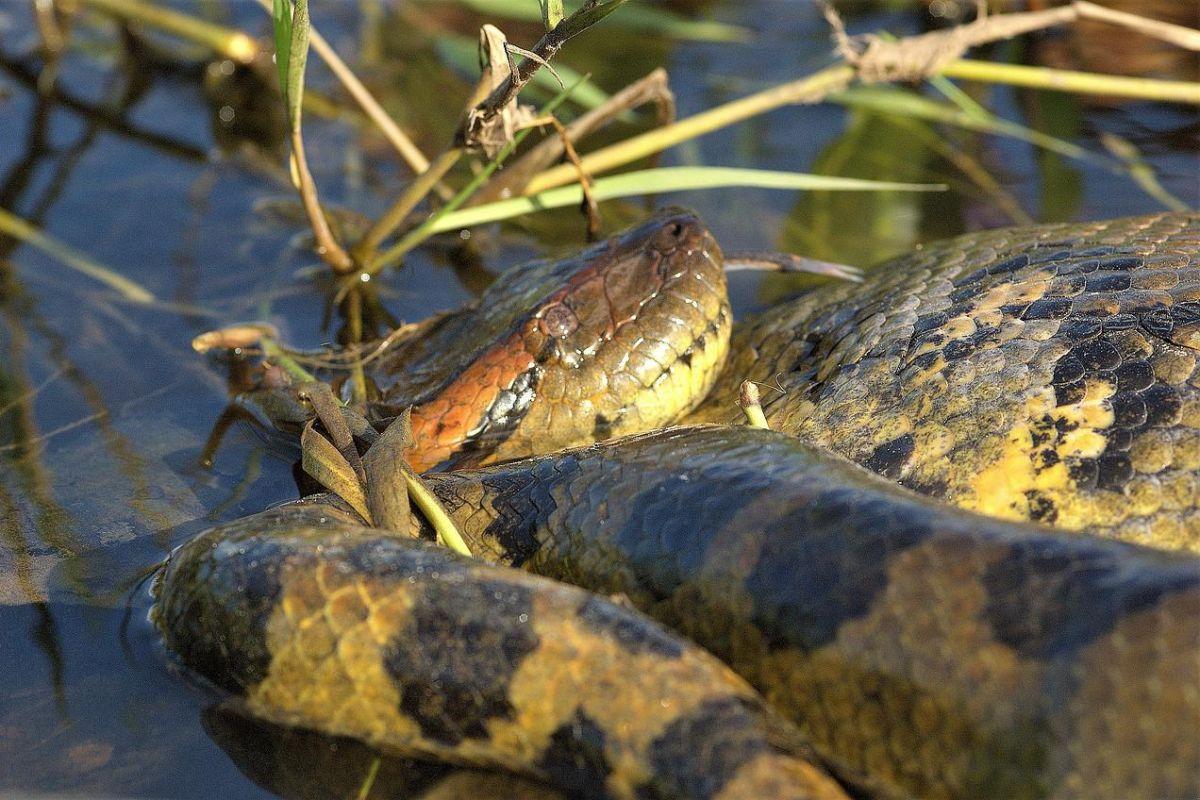 green anaconda