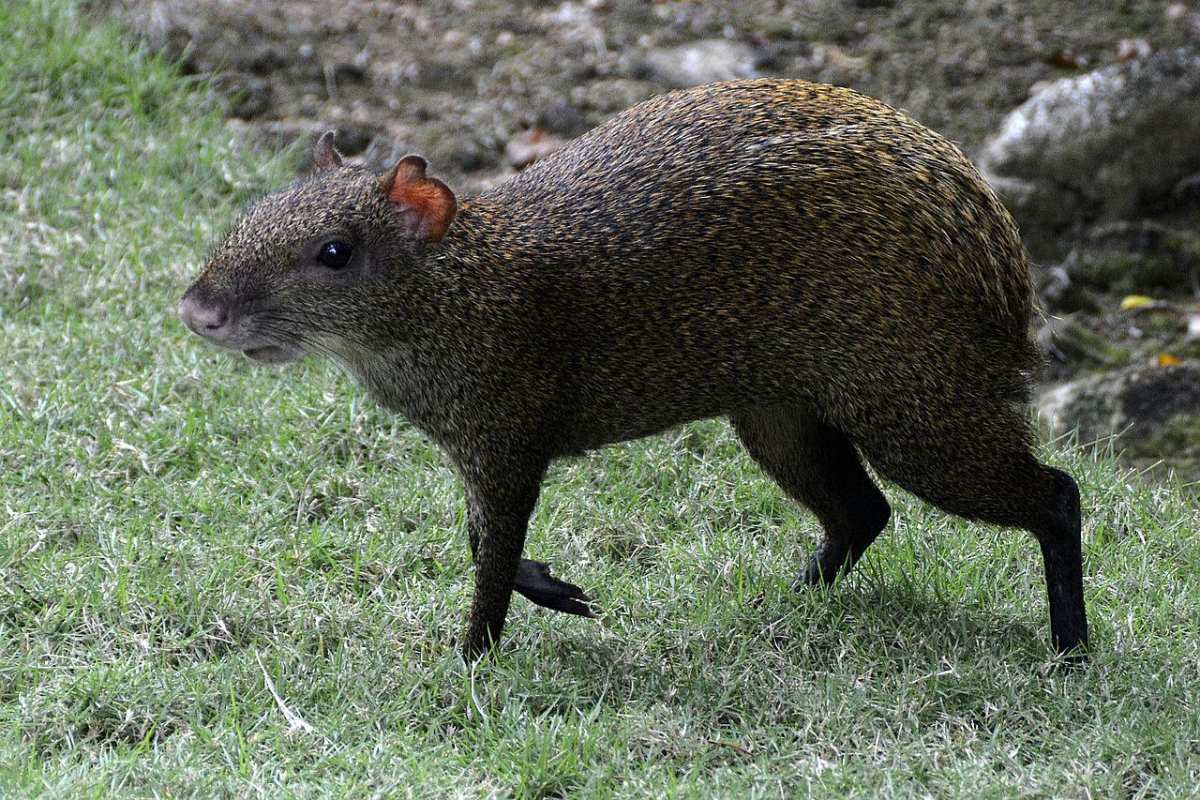 red-rumped agouti