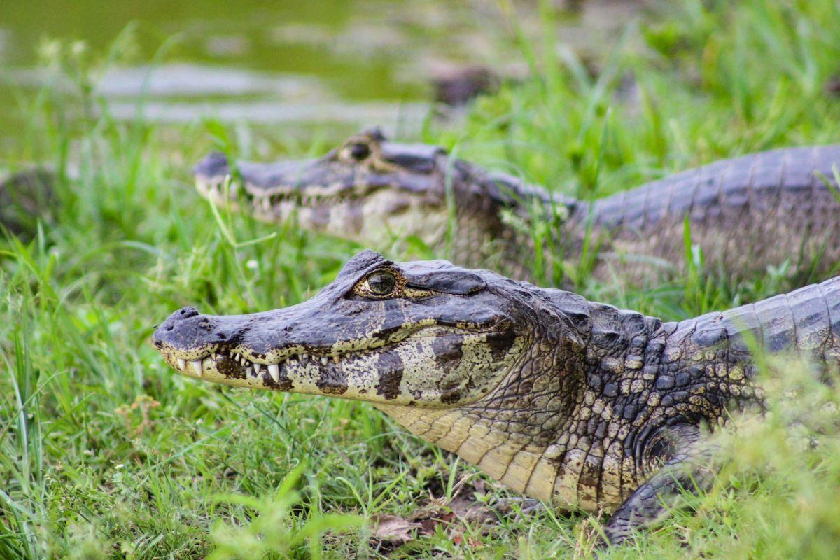 spectacled caiman