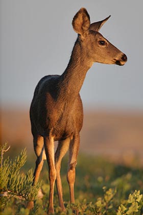 Mule Deer (O. h. fuliginatus)