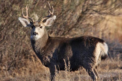 Mule Deer (O. h. eremicus)