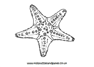 echinoderm coloring pages