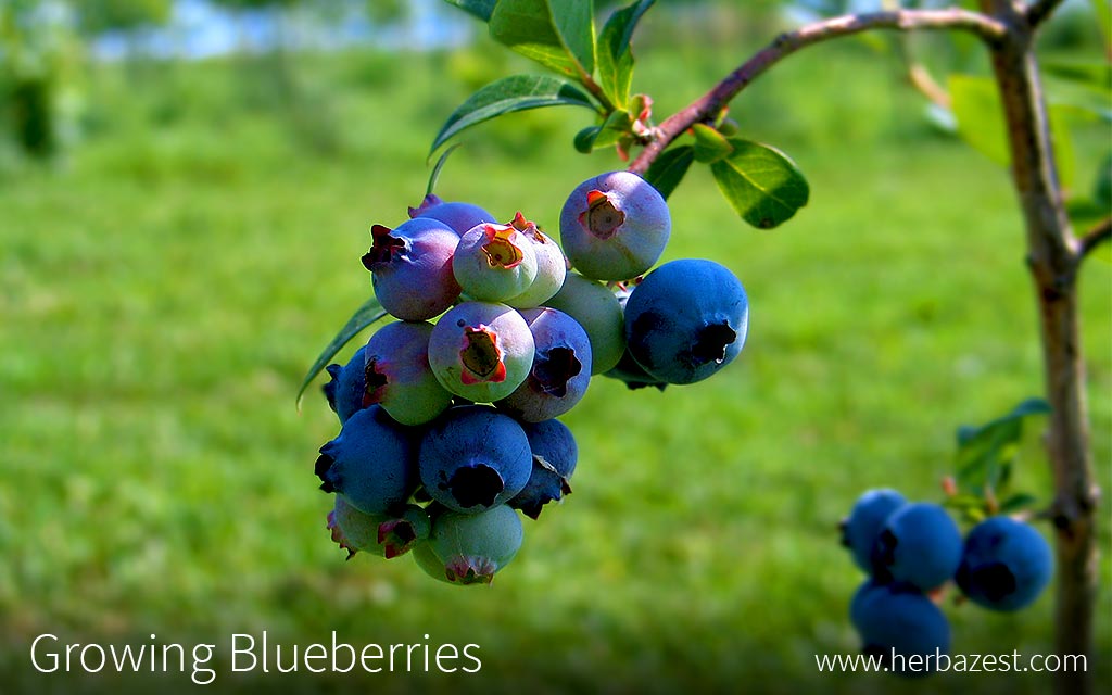 Growing Blueberries