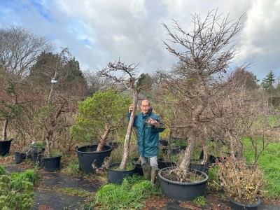 Large Larch Field Grown Material | COLLECT FROM HERONS