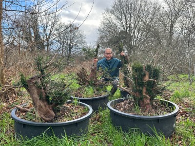 Large Yew Tree | COLLECT FROM HERONS