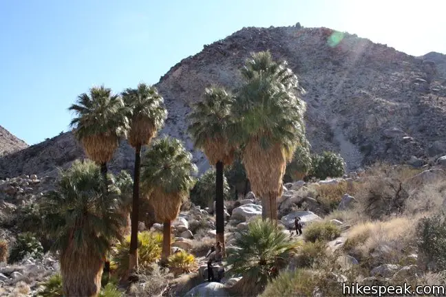 The 3-mile hike visits a palm tree oasis in the desert on the north side of Joshua Tree National Park.