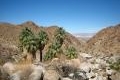 49 Palms Oasis