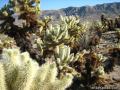 Cholla Cactus Garden Joshua Tree