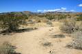 Bajada Trail Joshua Tree