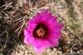 Joshua Tree Wildflowers