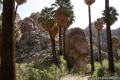 Joshua Tree Lost Palms Oasis