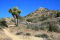 Warren Peak Joshua Tree