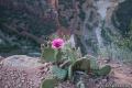 Angels Landing Zion