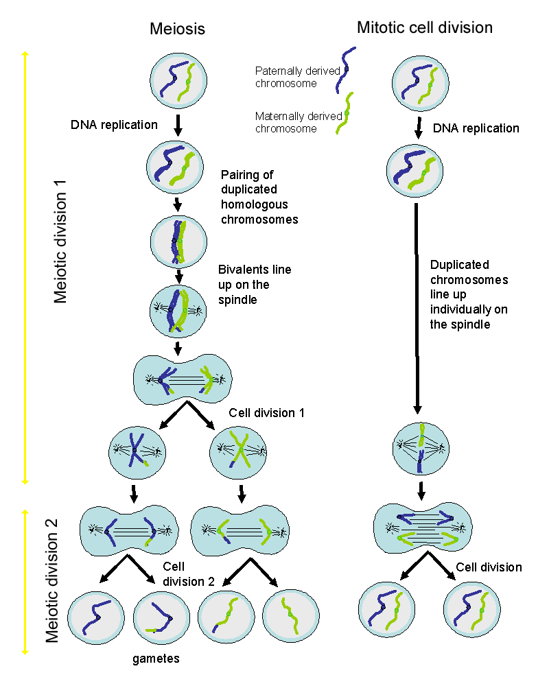 [DIAGRAM] Easy Meiosis Diagram - MYDIAGRAM.ONLINE