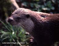 Head of Eurasian Otter