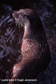 Eurasian Otter looking back