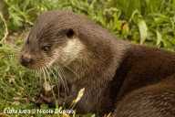 Female Eurasian Otter, eating fish