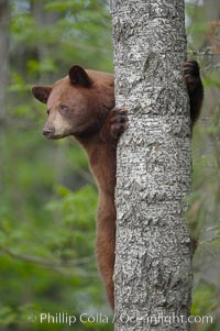 Black bear in a tree.  Black bears are expert tree climbers and will ascend trees if they sense danger or the approach of larger bears, to seek a place to rest, or to get a view of their surroundings, Ursus americanus, Orr, Minnesota