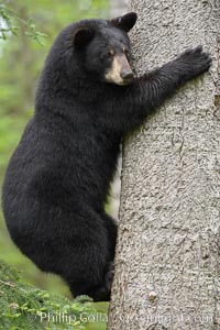 Black bear in a tree.  Black bears are expert tree climbers and will ascend trees if they sense danger or the approach of larger bears, to seek a place to rest, or to get a view of their surroundings, Ursus americanus, Orr, Minnesota