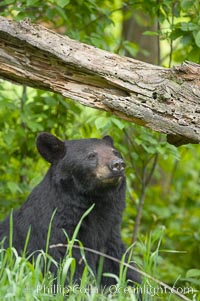 Black bear walking in a forest.  Black bears can live 25 years or more, and range in color from deepest black to chocolate and cinnamon brown.  Adult males typically weigh up to 600 pounds.  Adult females weight up to 400 pounds and reach sexual maturity at 3 or 4 years of age.  Adults stand about 3' tall at the shoulder, Ursus americanus, Orr, Minnesota