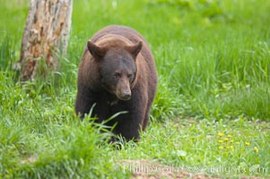 Black bear walking in a grassy meadow.  Black bears can live 25 years or more, and range in color from deepest black to chocolate and cinnamon brown.  Adult males typically weigh up to 600 pounds.  Adult females weight up to 400 pounds and reach sexual maturity at 3 or 4 years of age.  Adults stand about 3' tall at the shoulder, Ursus americanus, Orr, Minnesota