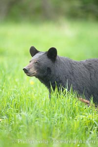 Black bear portrait.  American black bears range in color from deepest black to chocolate and cinnamon brown.  They prefer forested and meadow environments. This bear still has its thick, full winter coat, which will be shed soon with the approach of summer, Ursus americanus, Orr, Minnesota