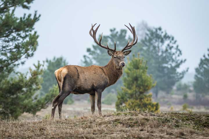 Photo of a red deer.