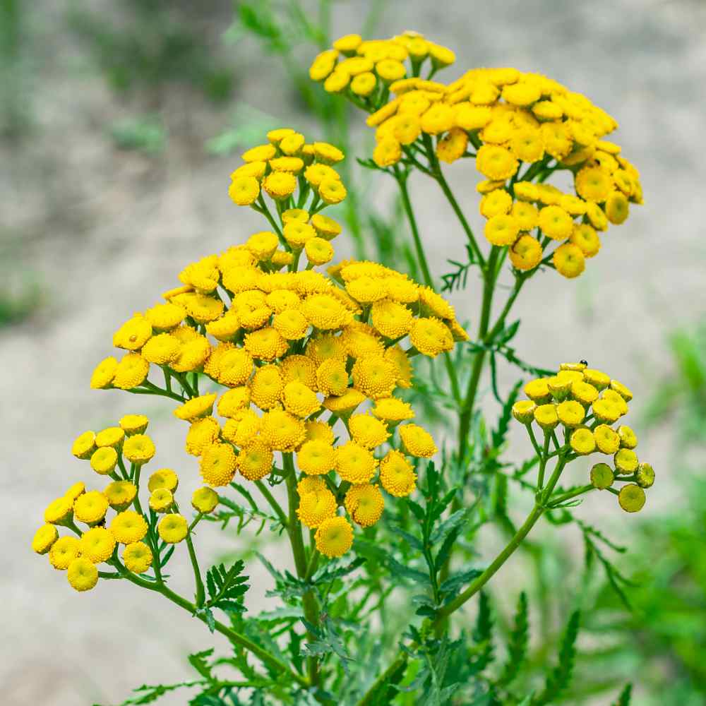 tansy flowers