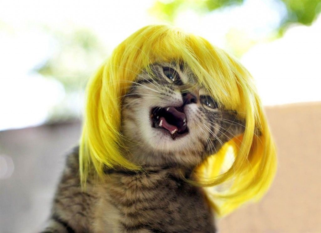 Blonde Wig Kitten