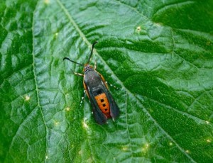 An adult squash vine borer. photo by Brian Vick