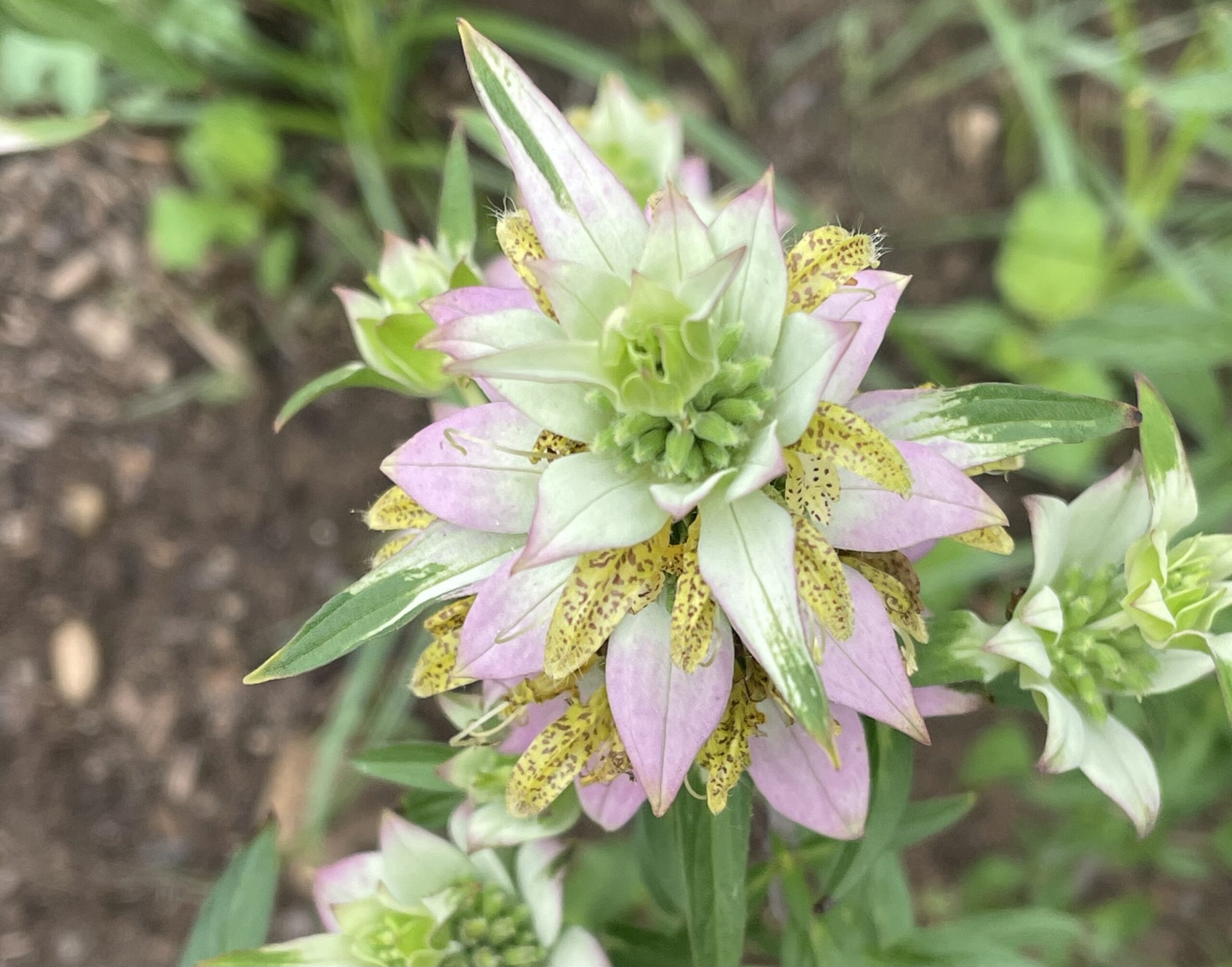 Spotted bee balm is a favorite of native butterflies in Virginia.