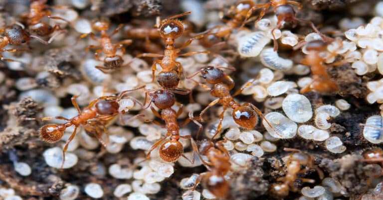 Ant larvae