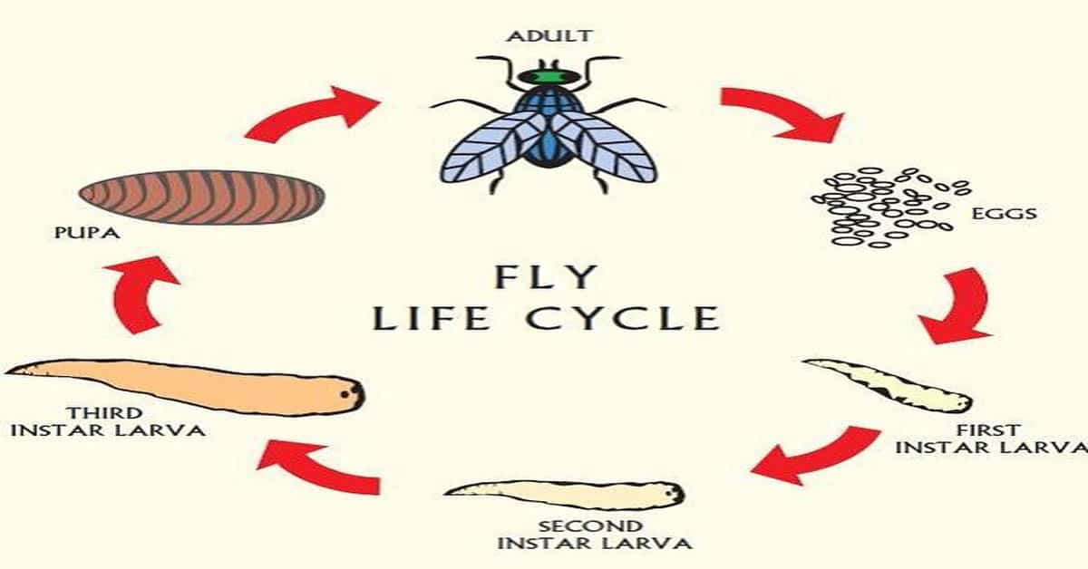 Fruit Flies Life Cycle