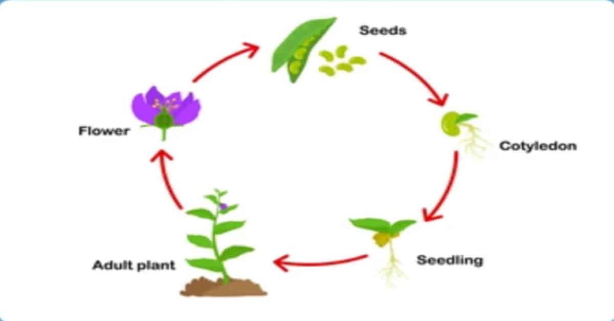 Plant Life Cycle