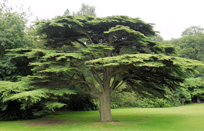 Cedar Tree