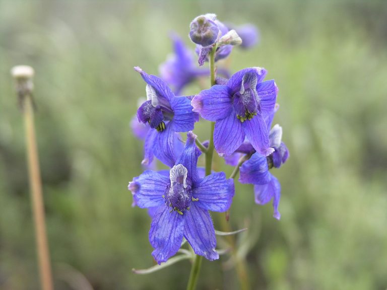 Delphinium