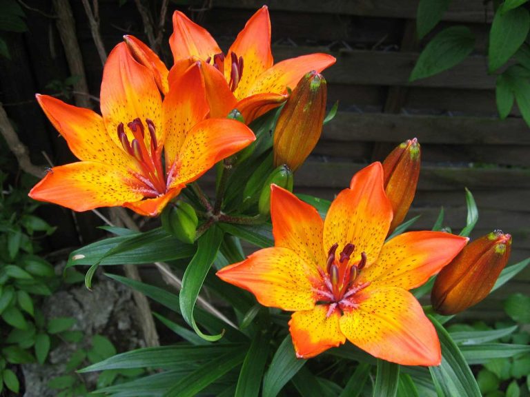 Lilies