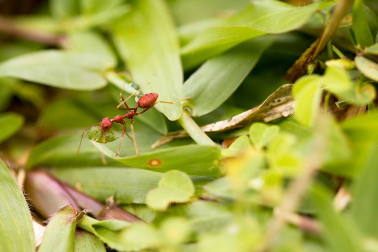 Weaver Ants