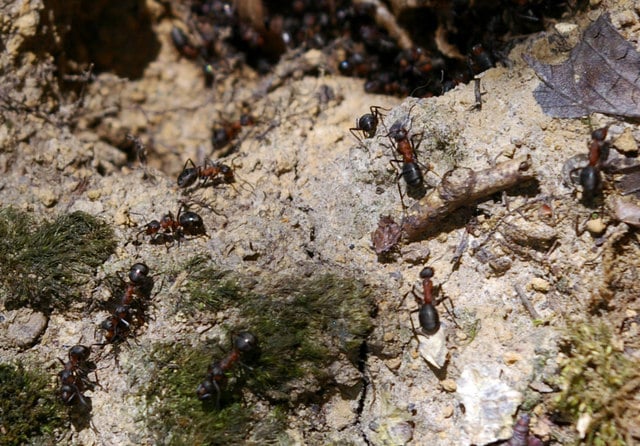 Wood Ants