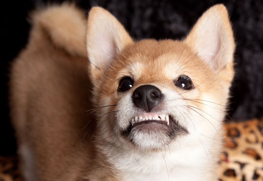 how many teeth do puppies lose