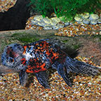 Calico Oranda Goldfish