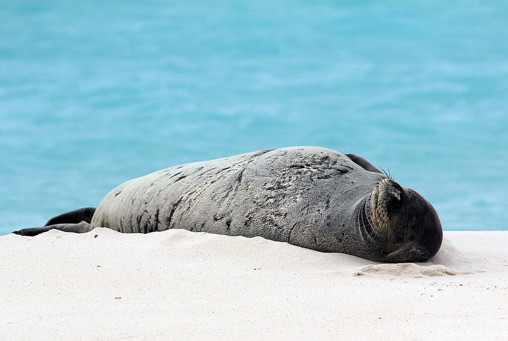 Hawaiian monk seal on beach.