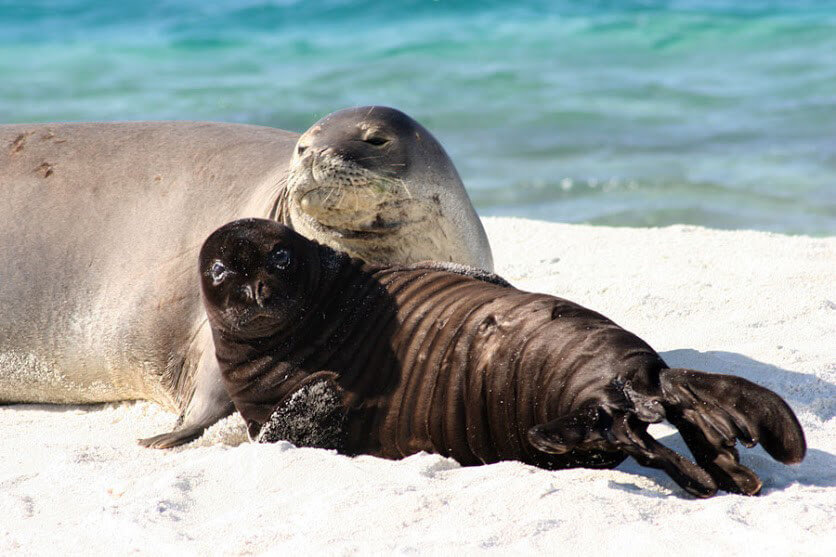 Hawaiian monk seal and pup on beach.