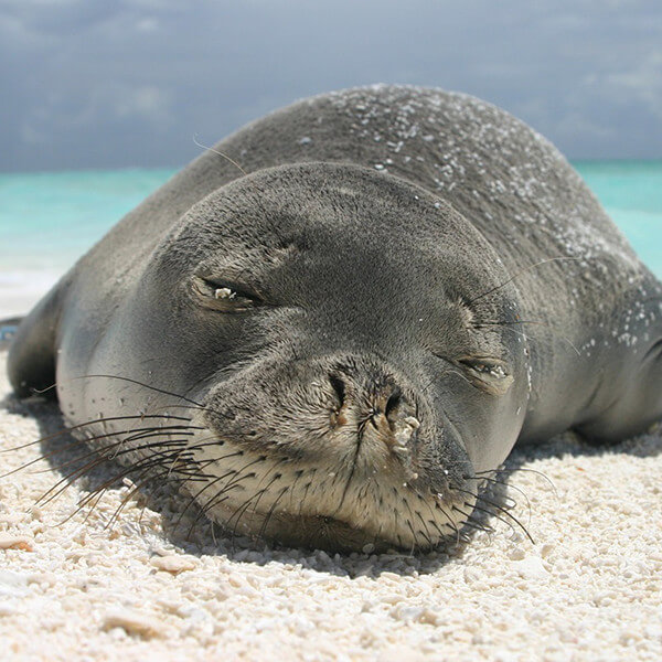 Hawaiaan monk seal