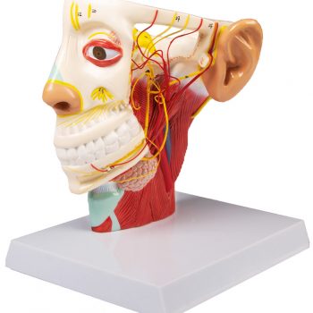 anatomicalmodels-medstore.ie